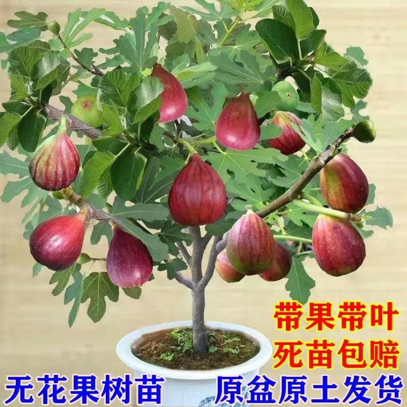 无花果树果苗特大果矮化带土南方北方种植果苗波姬红盆栽无花果苗