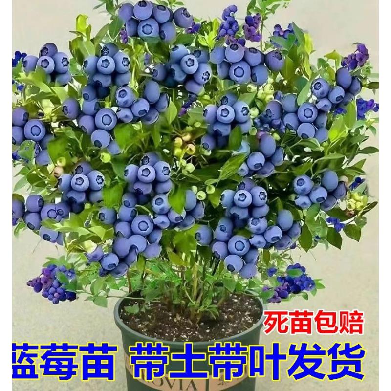 蓝莓树苗盆栽地栽南方北方种植兔眼绿宝石果树苗当年结果蓝莓苗