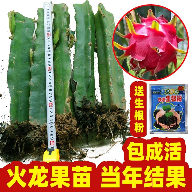 广西火龙果苗树红心火龙果苗盆栽水果试种当年结果阳台正宗果苗肉