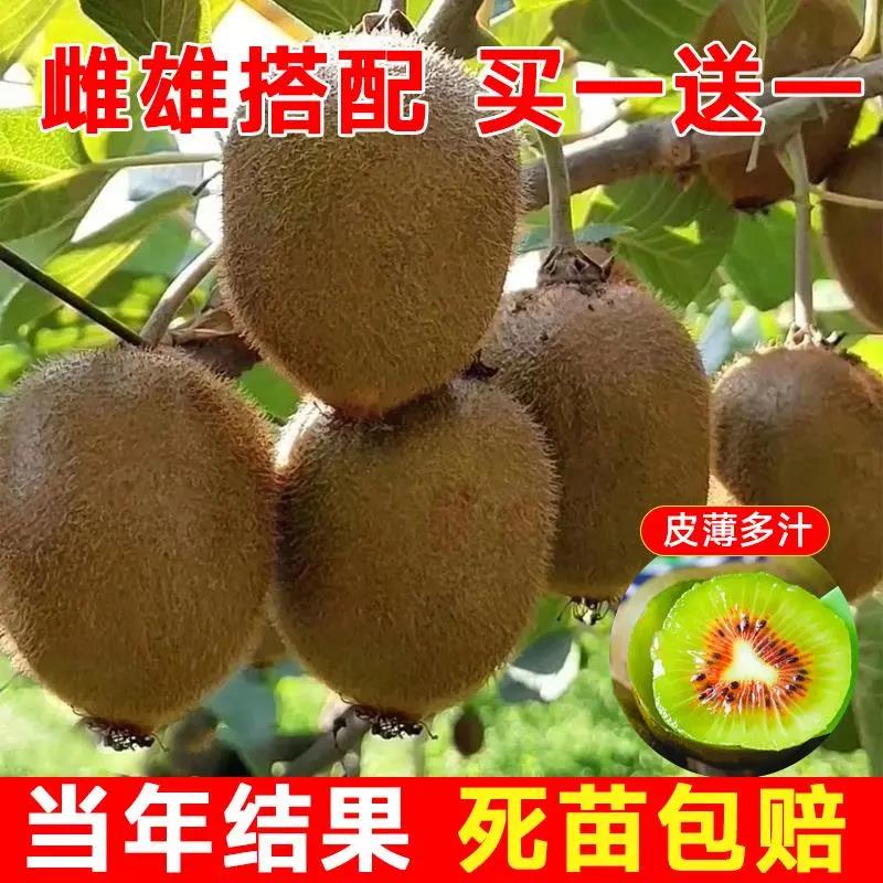 奇异果树果苗红心软枣奇异果苗树徐香嫁接南北方种植果树当年结果