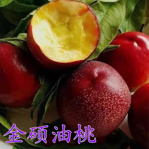 特大油桃树苗金硕油桃苗嫁接奶油桃树苗当年结果树苗南方北方种植