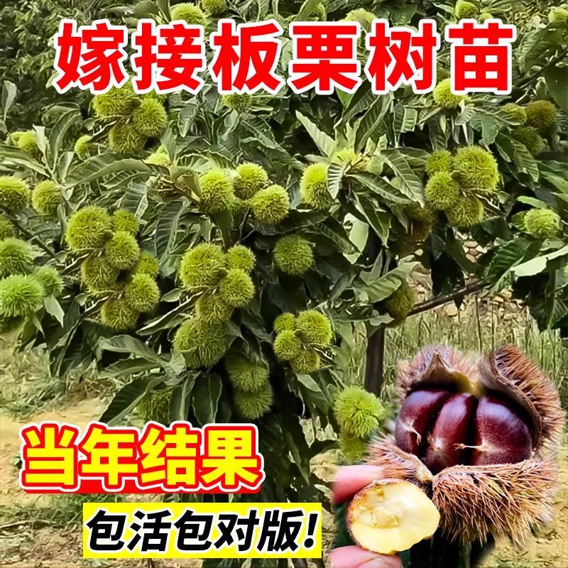 板栗苗树果树果苗南方北方庭院种植嫁接特大栗子树苗盆栽当年结果