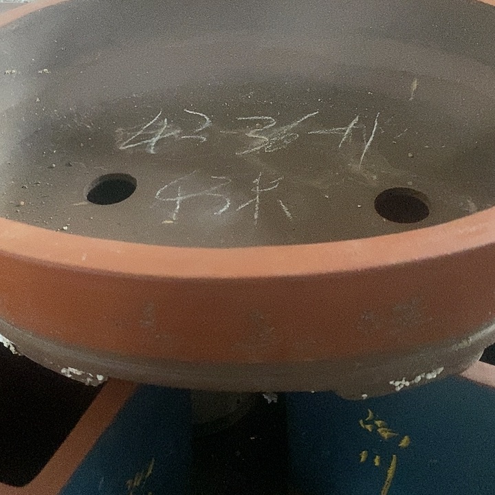 紫砂20CM（含）-50CM（不含）