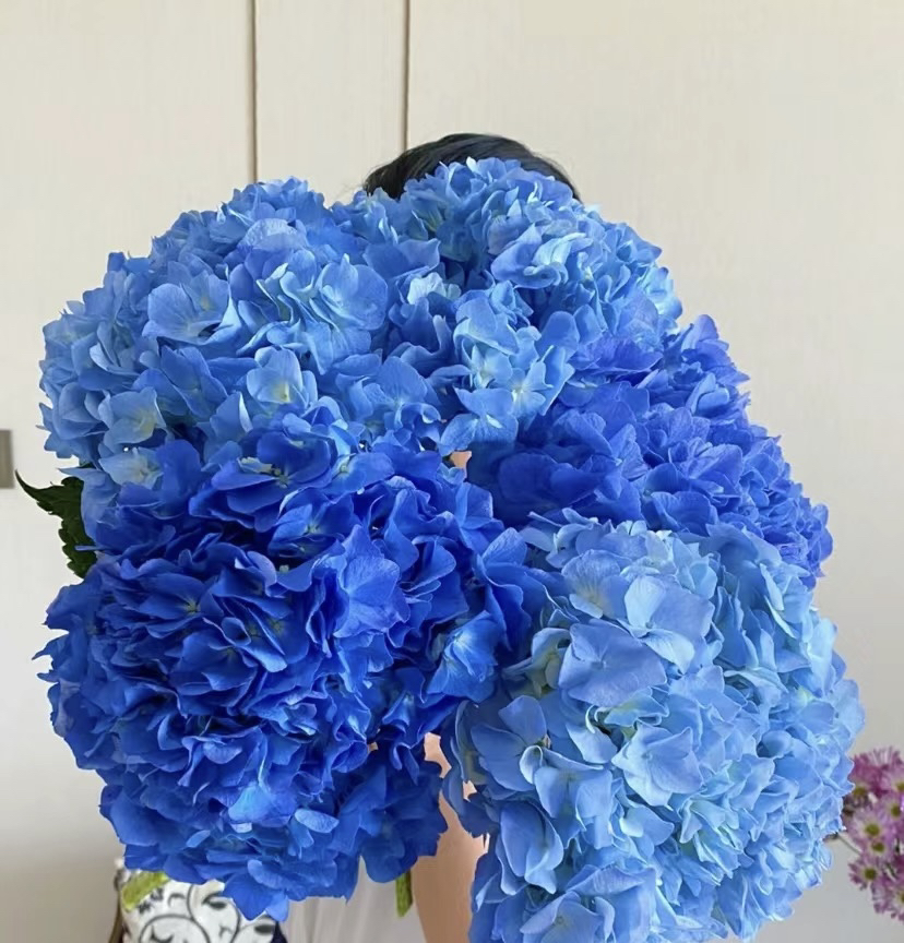 宇辰【大海蓝绣球花】盆栽室内外花卉基地直发带花带苞 5个头起发