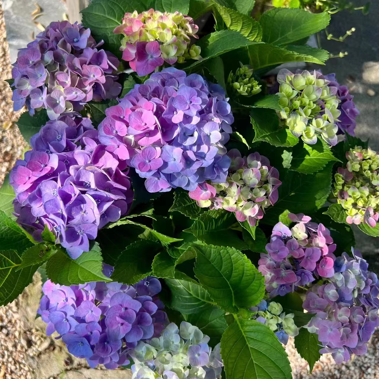 宇辰【沉香绣球花】大花盆栽室内外花卉直播花盆云南昆明基地直发