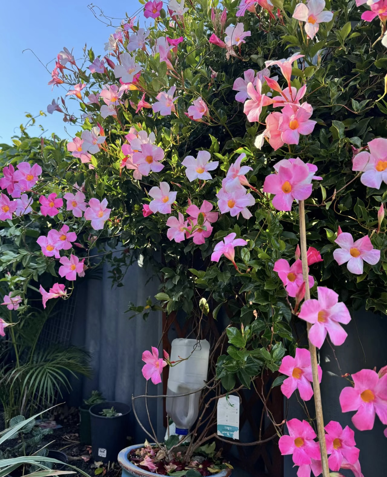 一辰【飘香藤】盆栽花卉直播花盆云南鲜花植物阳台庭院