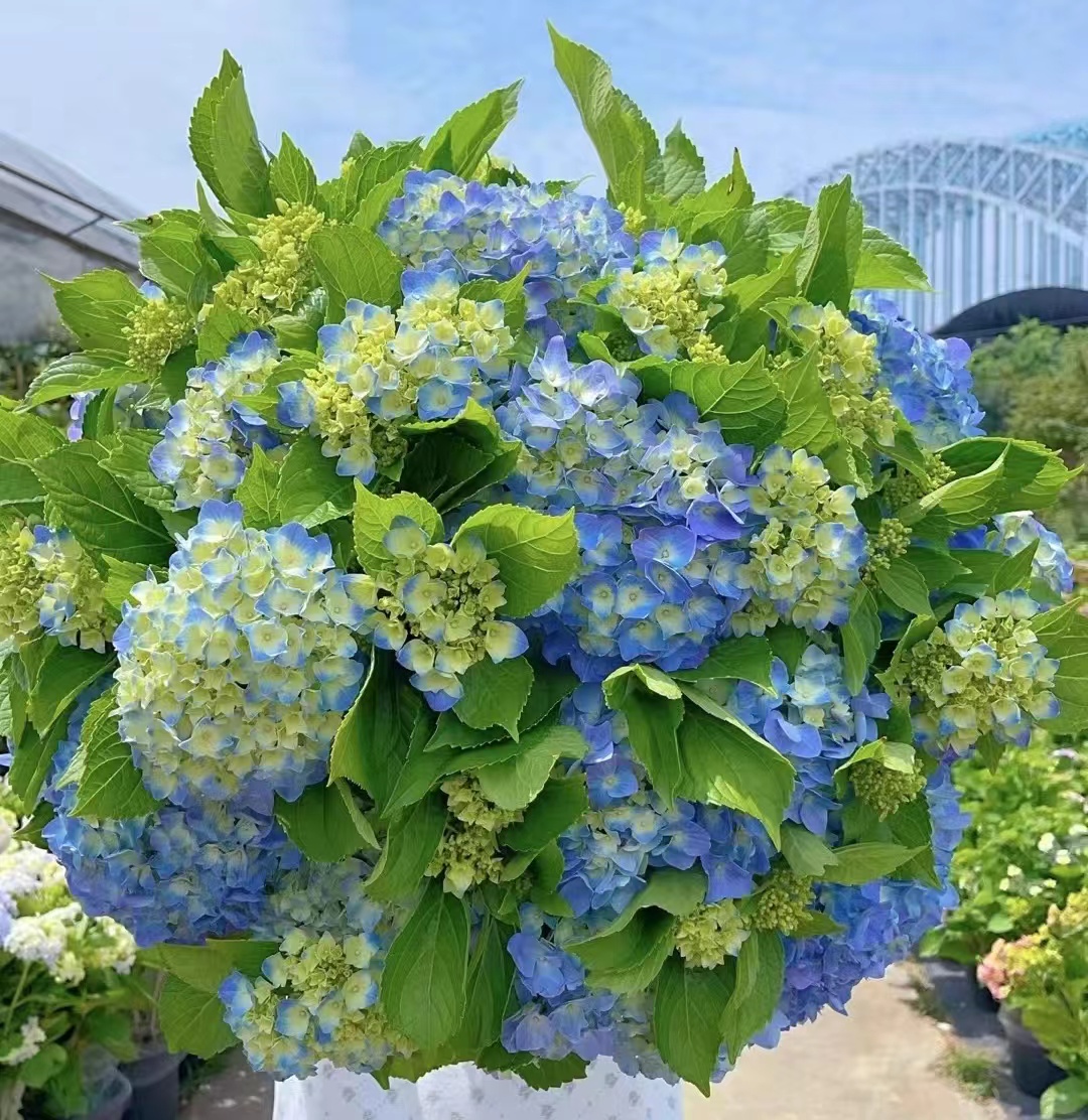 宇辰【大海蓝绣球花】大花绣球盆栽带苞发货直播云南基地直发