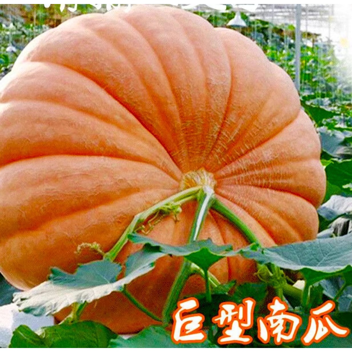 巨型南瓜种子高产香甜南瓜吃苗大南瓜种籽四季菜园瓜果蔬菜种子