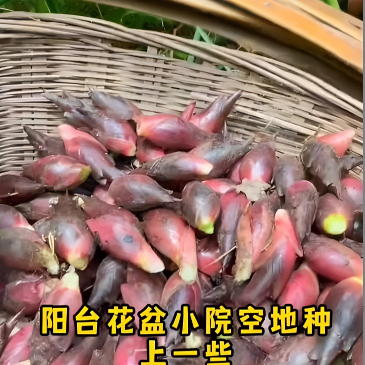 食用洋荷芽洋荷姜竹笋种子四季庭院室外种植竹笋种子商品图