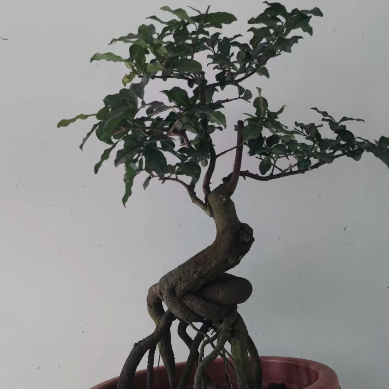 富贵金弹子盆景盆栽素材