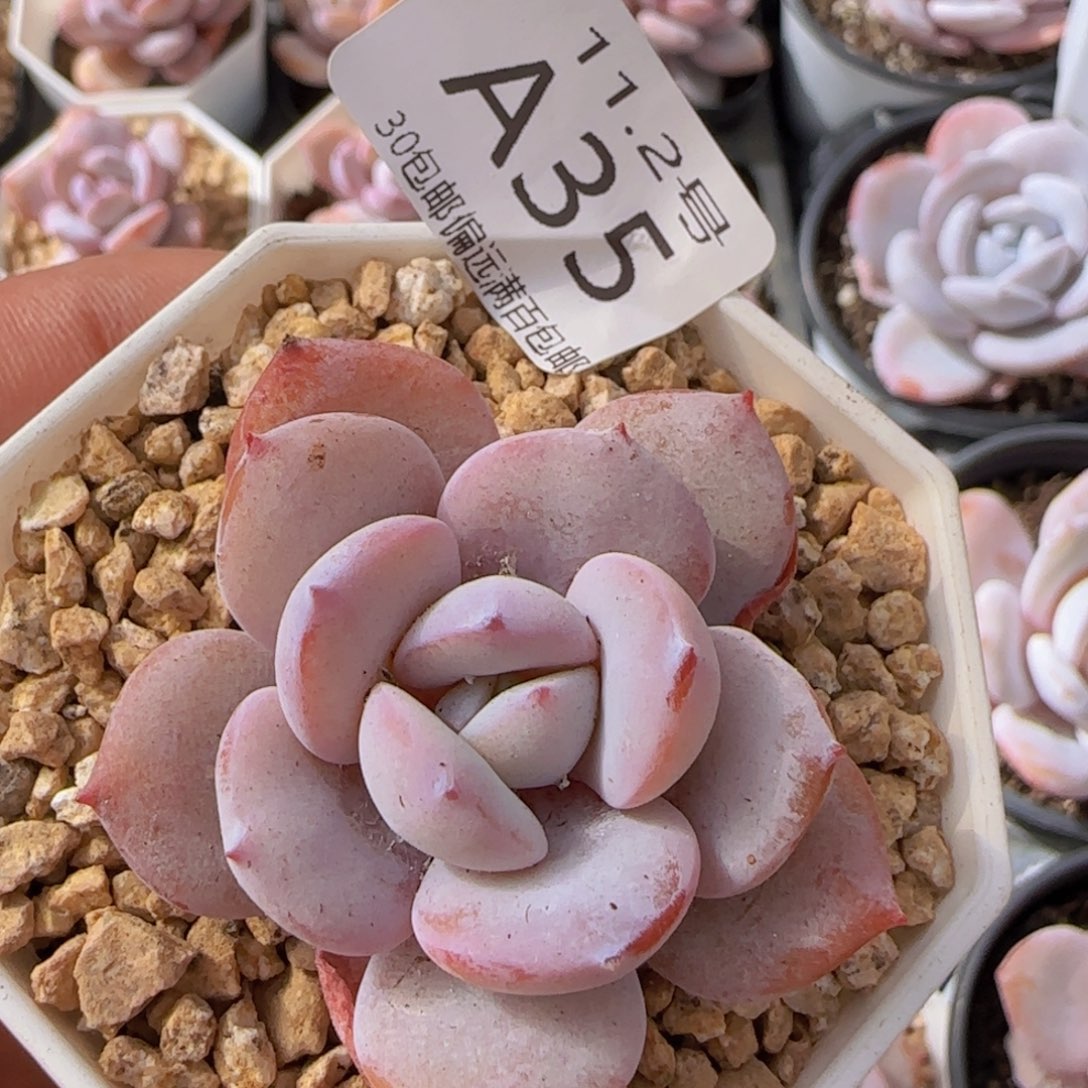 奶茶单头一颗脱土发货