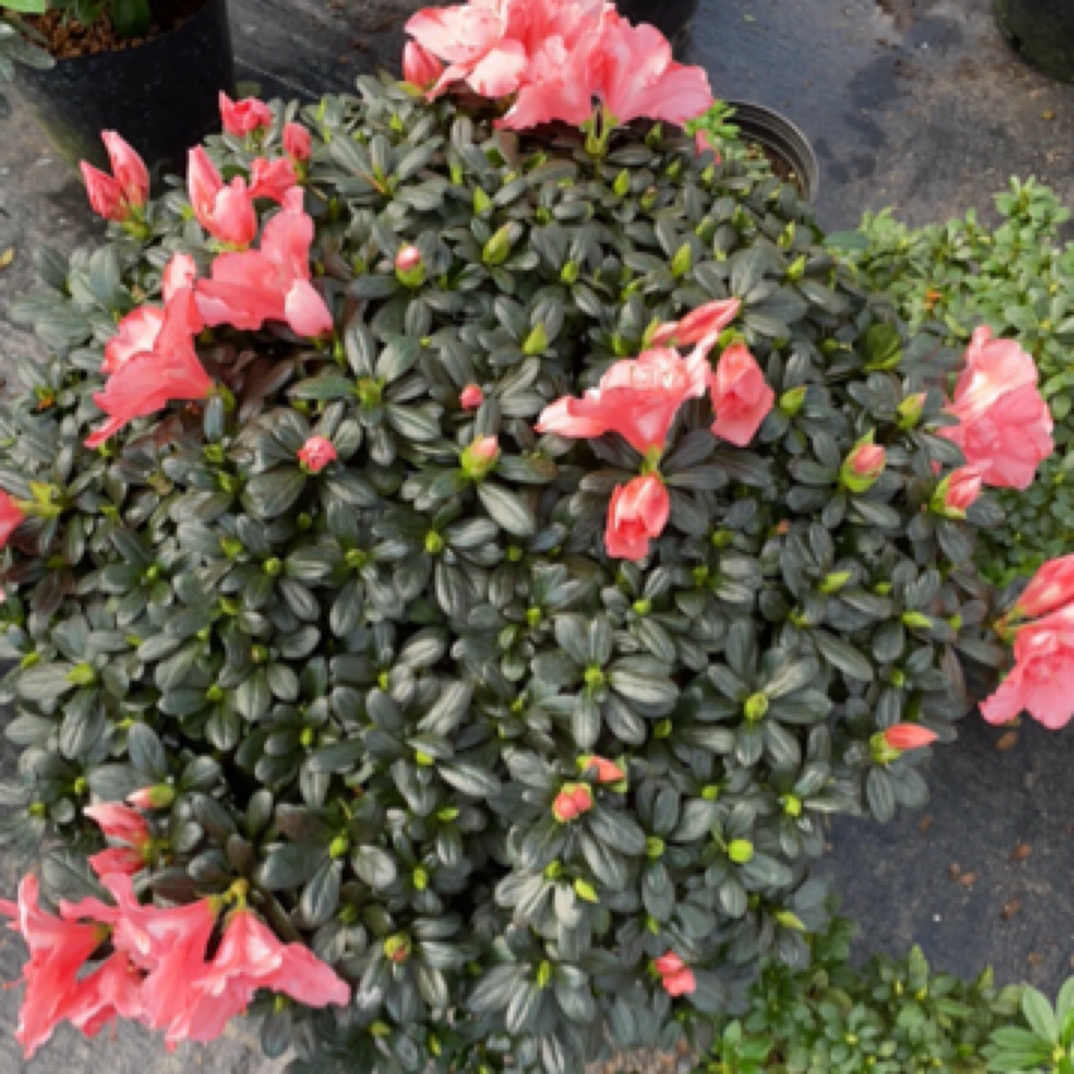 樱桃红比利时杜鹃花四季开花盆栽地栽室内外皆宜杜鹃花盆栽