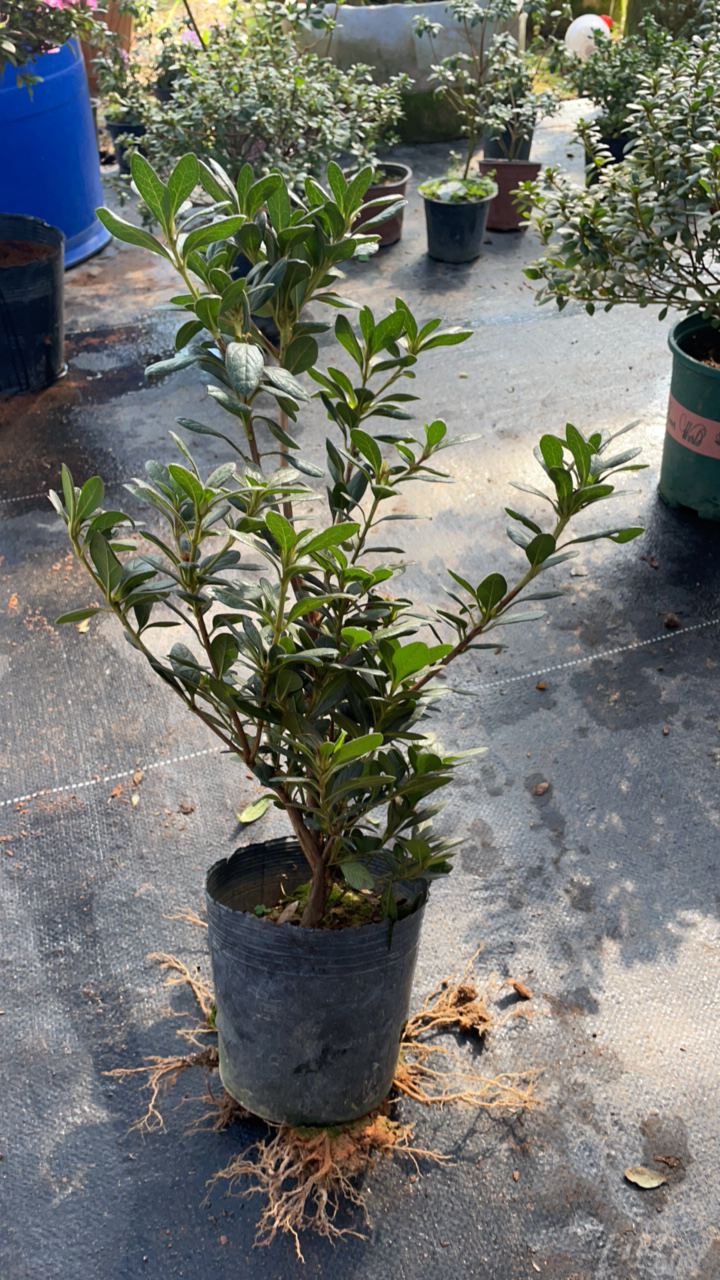 红皇冠【安酷系列】名贵杜鹃杜鹃花