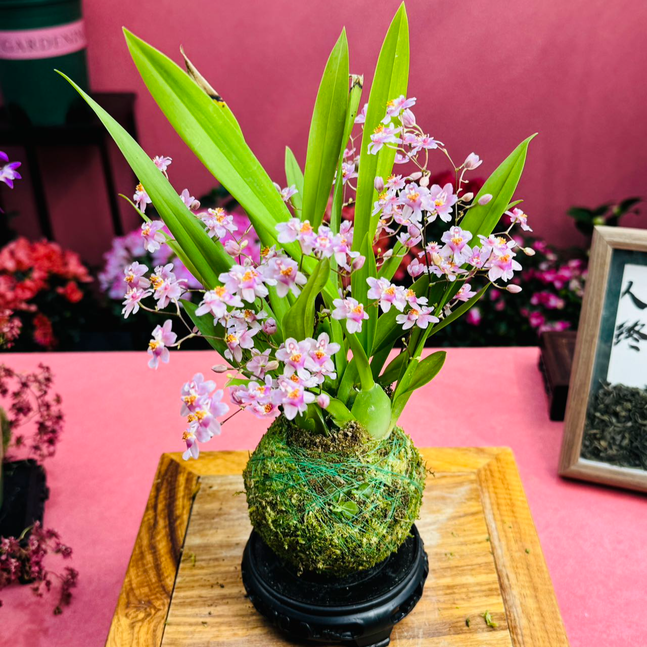 文心兰 梦香兰 粉红女郎兰微盆景摆件茶宠