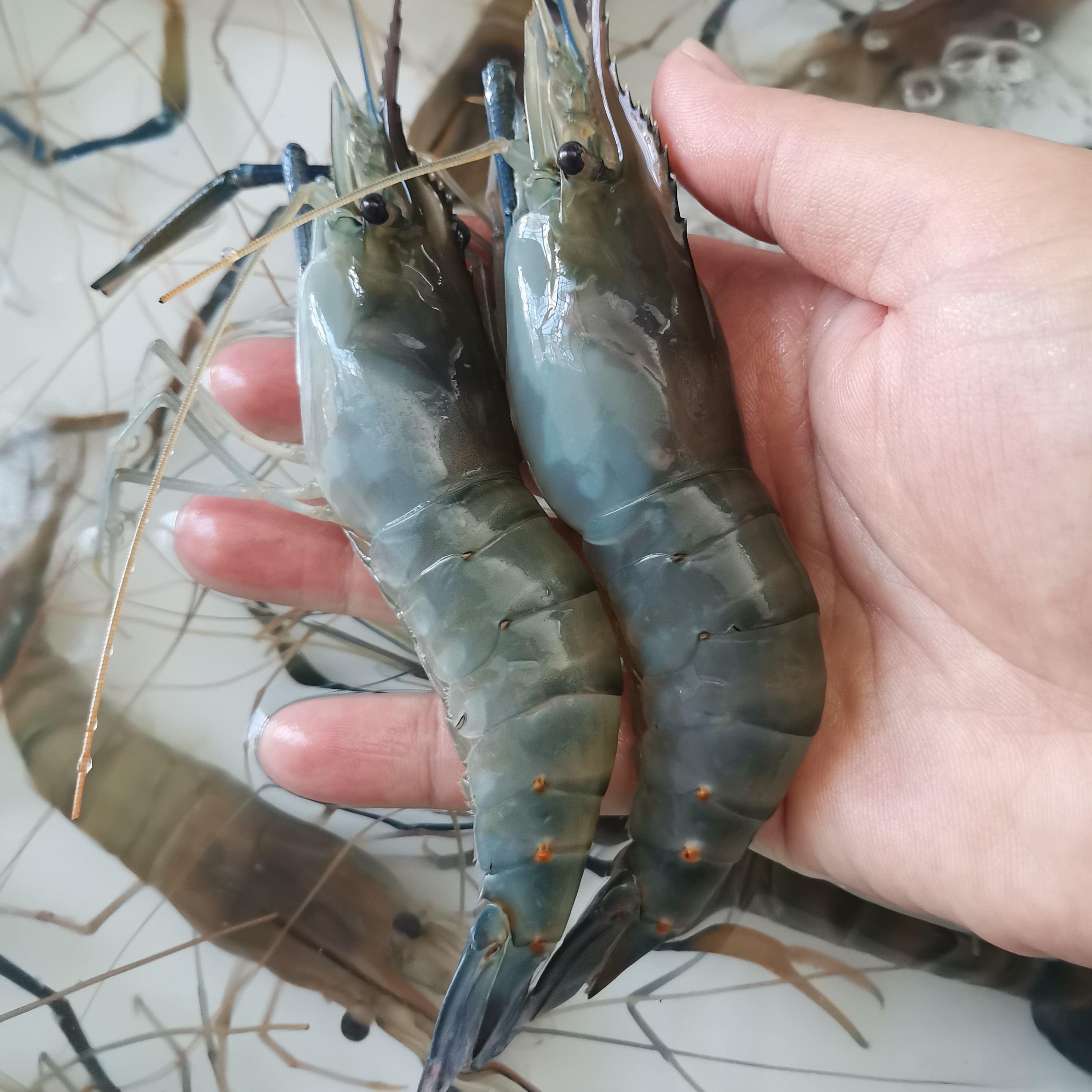 大罗氏虾 只只精挑硬壳！鲜活罗氏沼虾 【只发江浙沪皖】保鲜不保活！