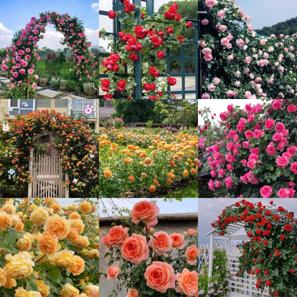 胖猪爬藤中土球可能有两个小时候一起放的花苗爬藤植物阳台庭院