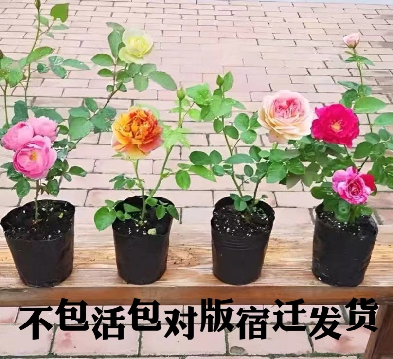 宇灌木爬藤牙签小苗多季开花爬藤庭院花园