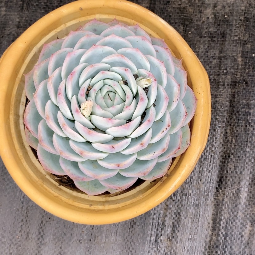 【闪购商品】水晶玫瑰多肉植物