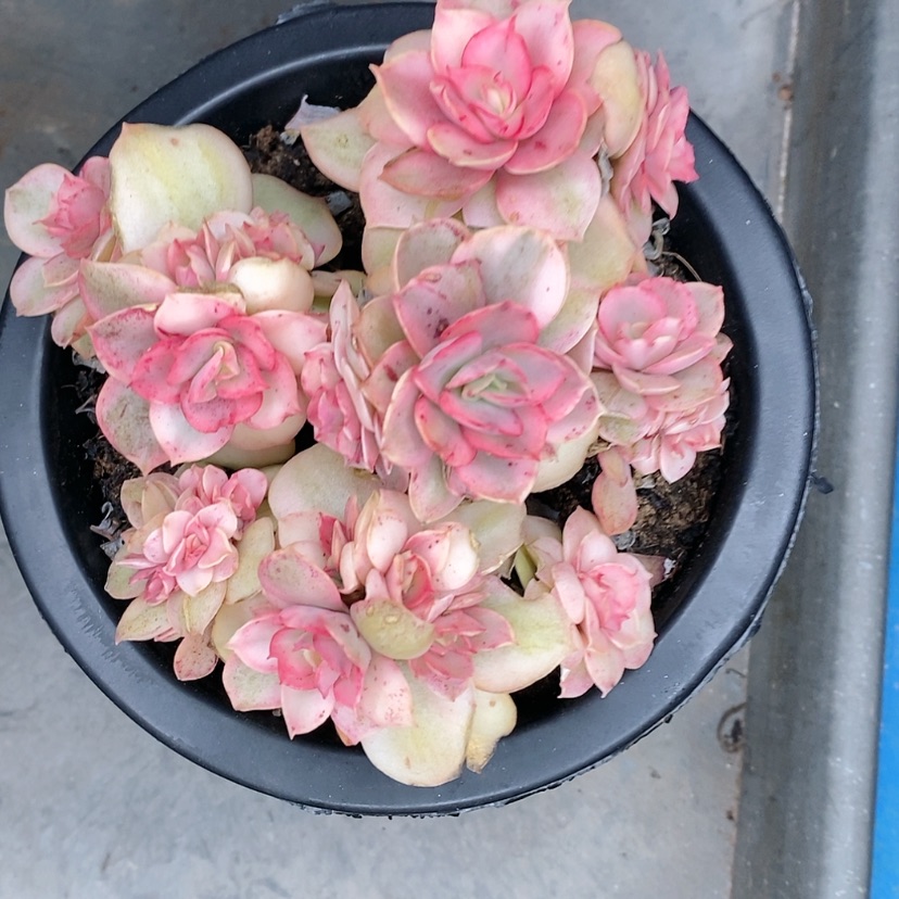 【闪购商品】秀颜锦精品多肉植物