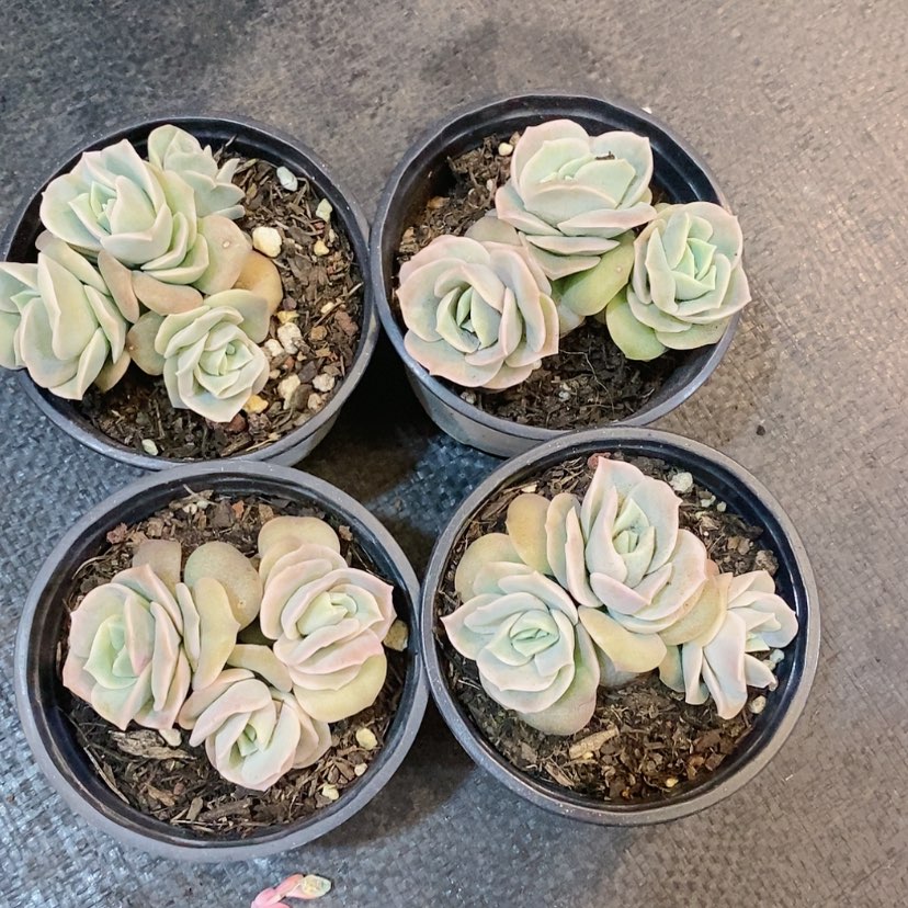 【闪购商品】4颗可爱玫瑰