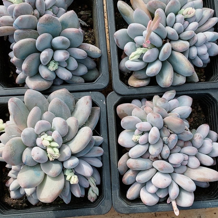 【闪购商品】香水多肉植物