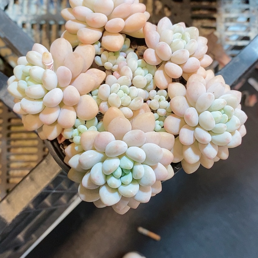 【闪购商品】鱼子酱多肉植物