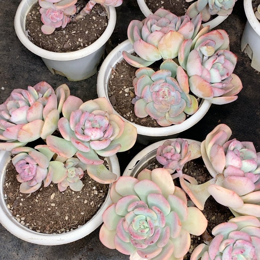 【闪购商品】白月光多肉植物精品