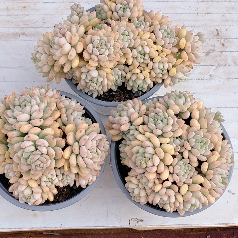 【闪购商品】凝指莲多肉植物精品