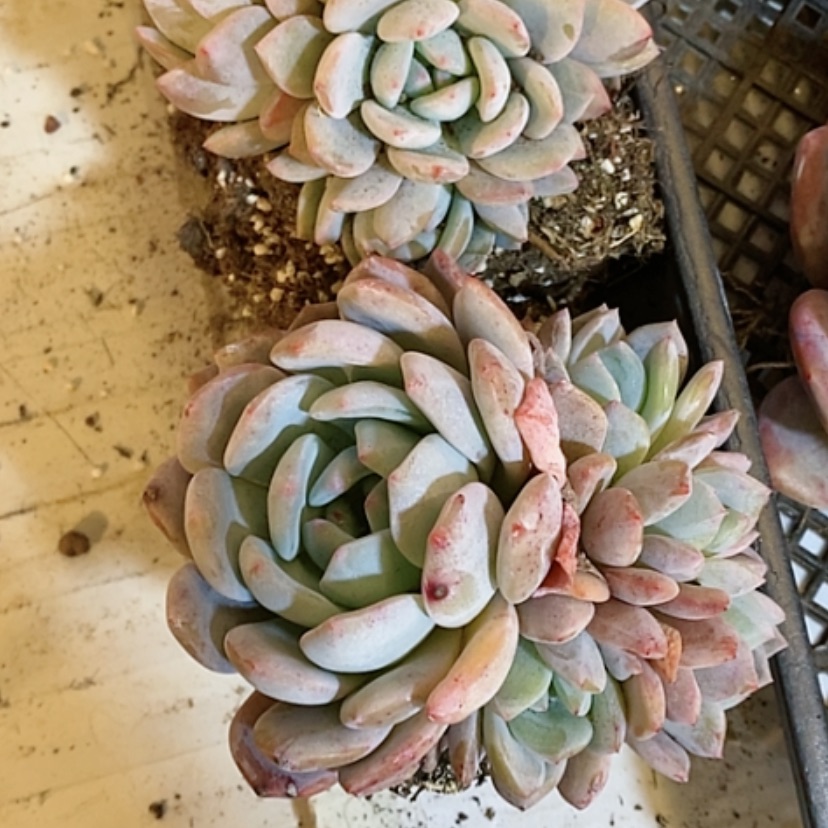 【闪购商品】5头梦露