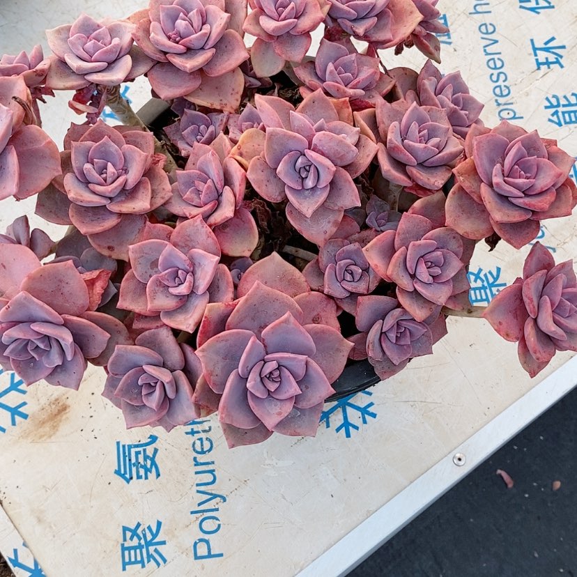 【闪购商品】大号彩虹糖多肉