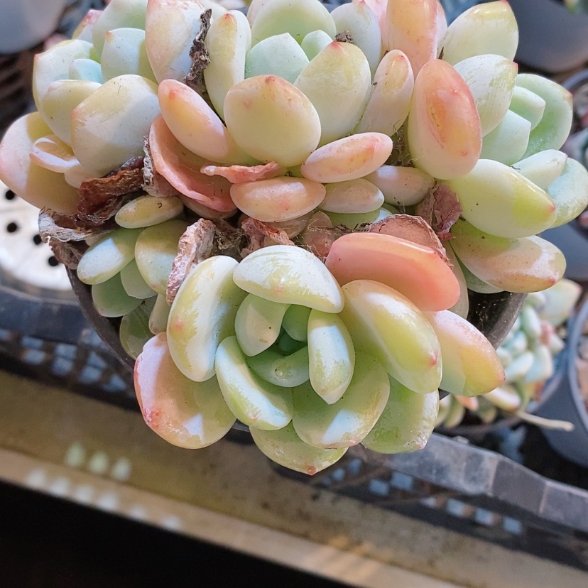 【闪购商品】冷香多肉植物