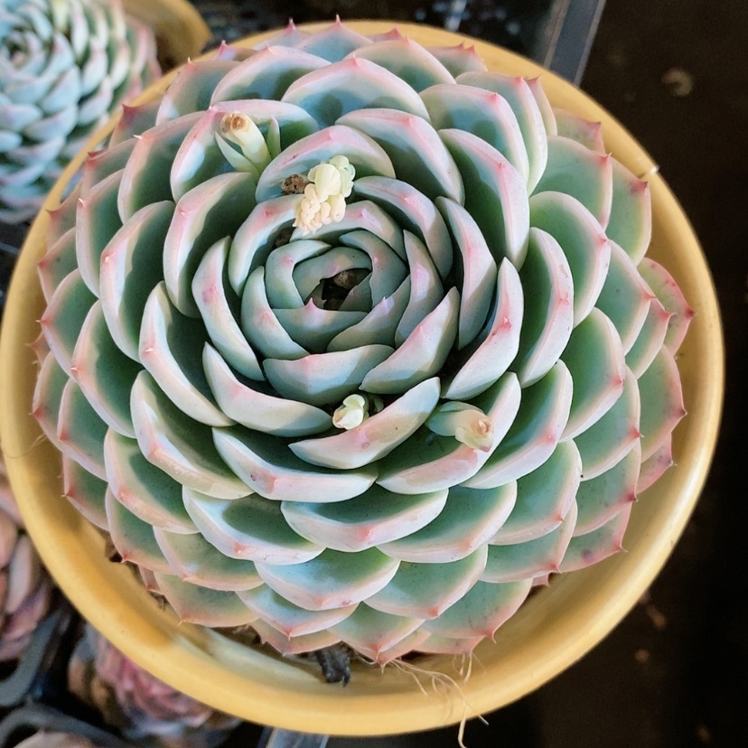 【闪购商品】水晶玫瑰多肉