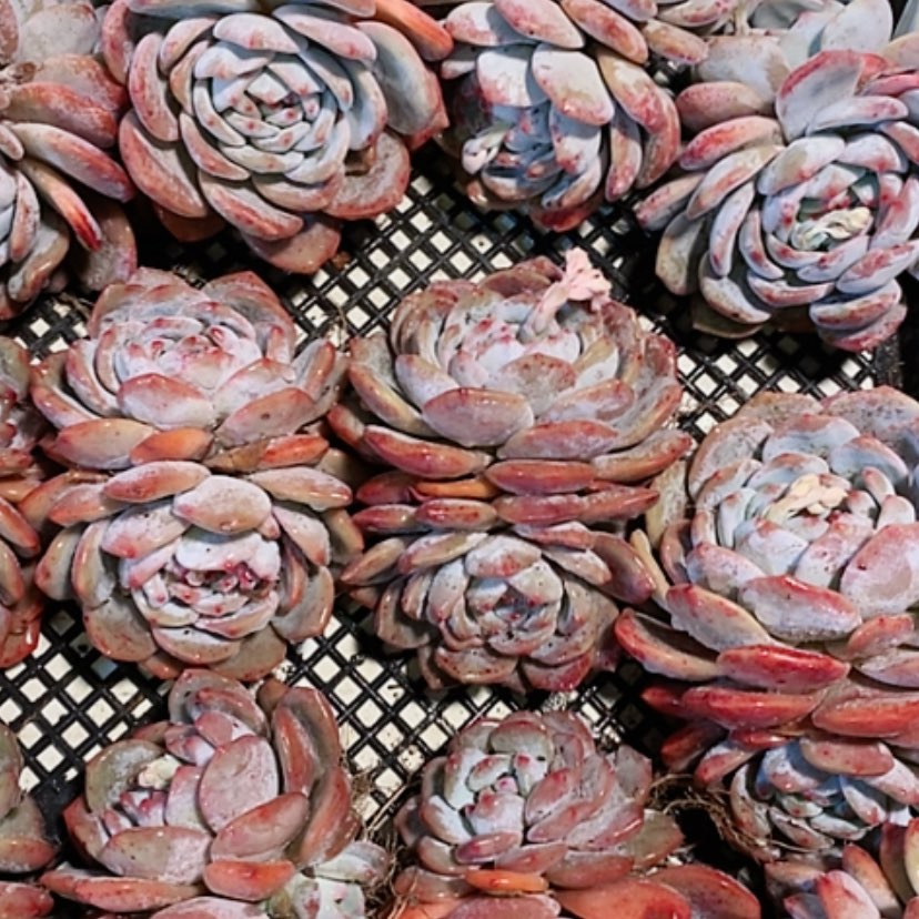 【闪购商品】双头梦露多肉