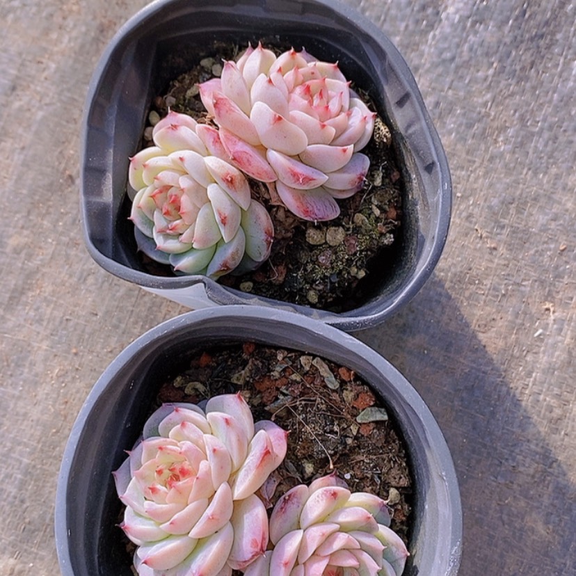 【闪购商品】天鹅绒精品多肉植物
