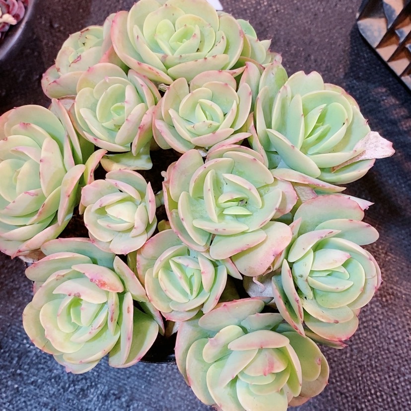 【闪购商品】碧桃多肉植物