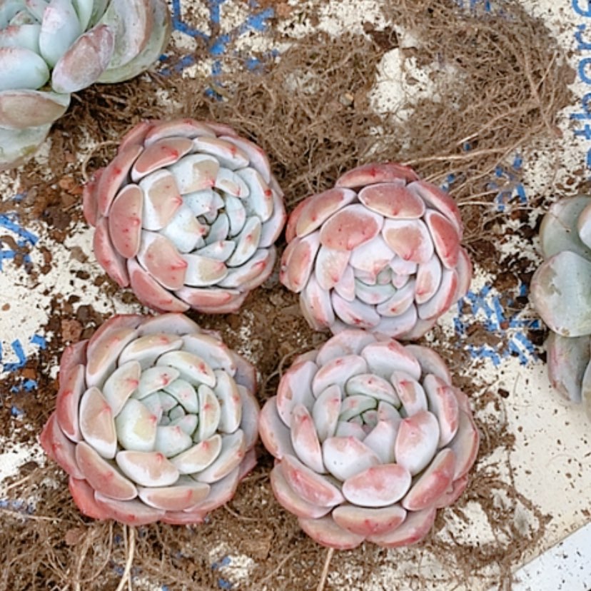 【闪购商品】3颗梦露多肉植物