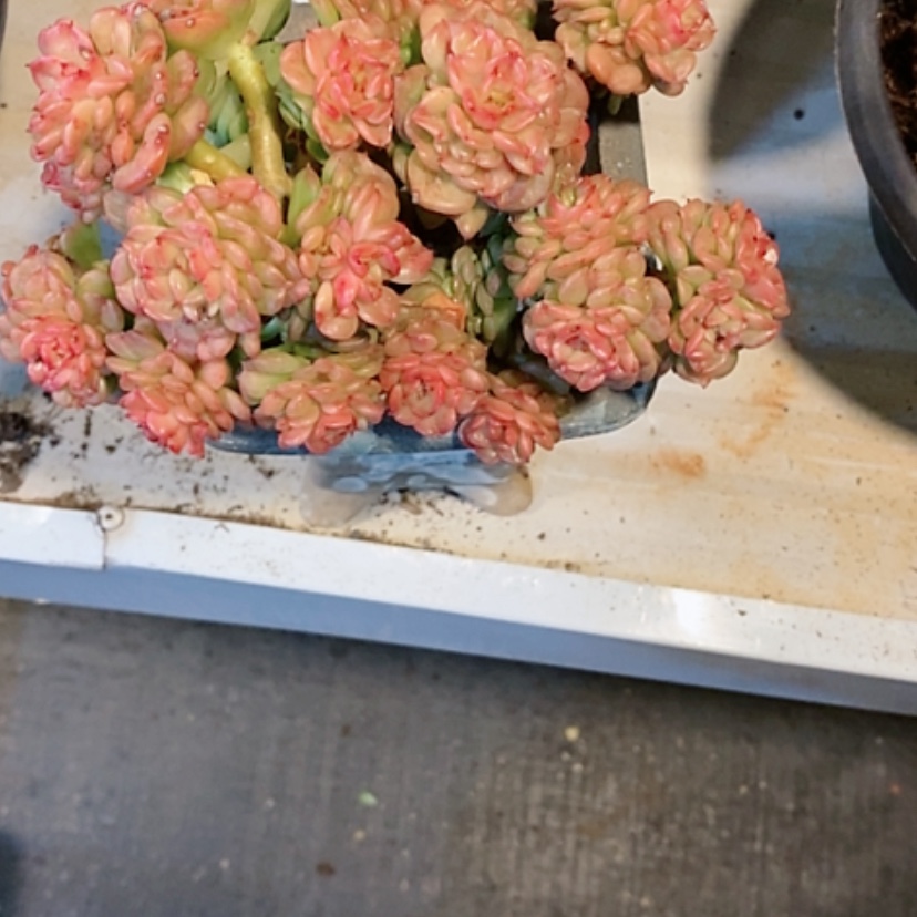 【闪购商品】紫****p蜡牡丹，紫气东来