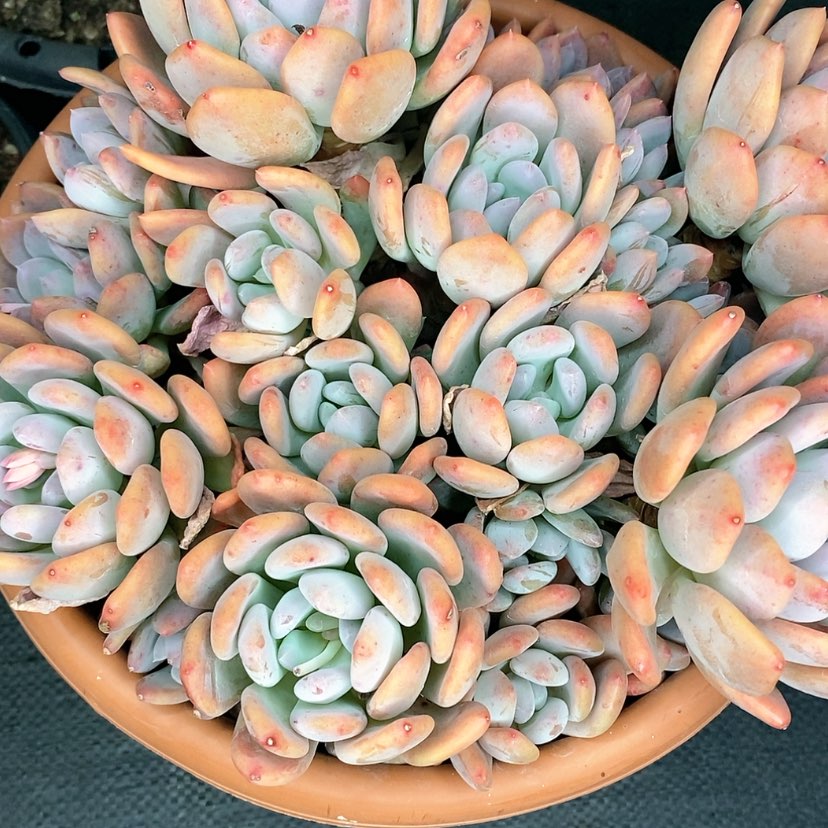 【闪购商品】梦*灰姑娘多肉植物精品