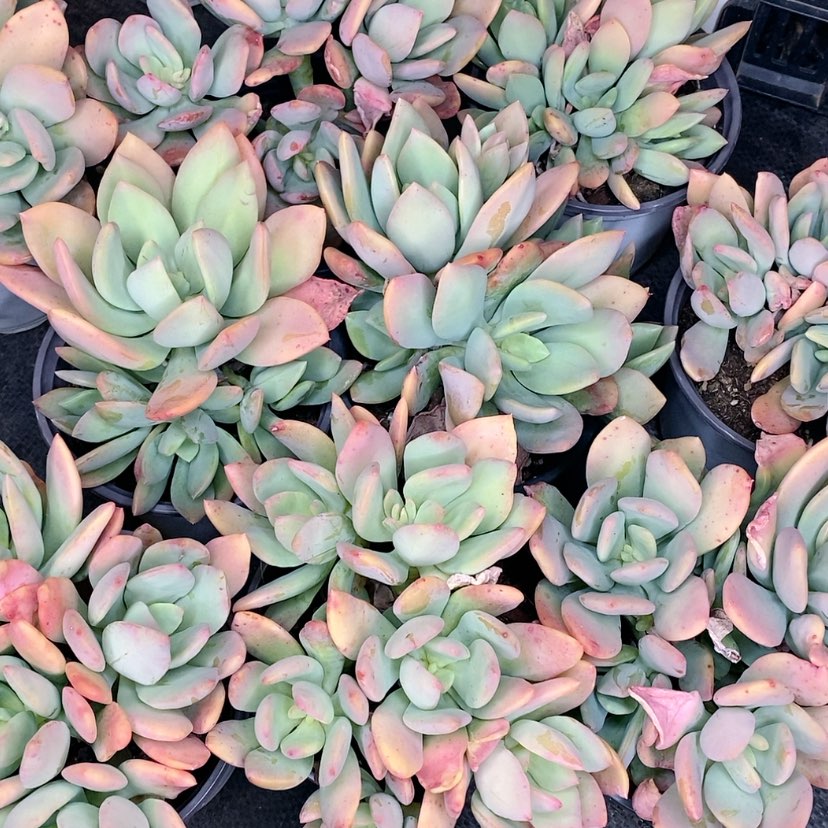 【闪购商品】芒果美人多肉植物