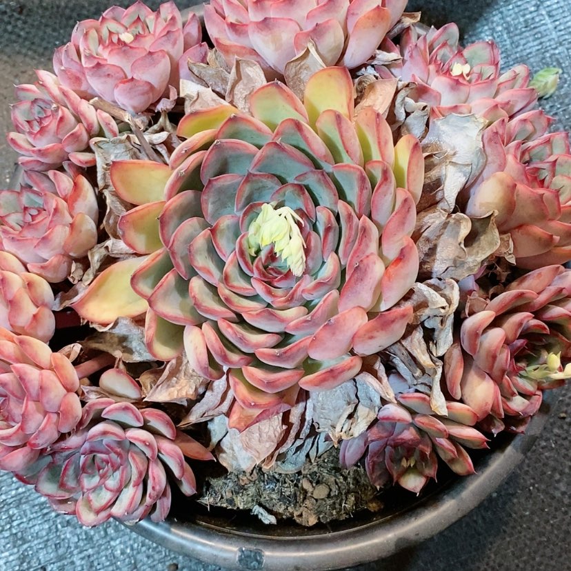 【闪购商品】荷花多肉植物