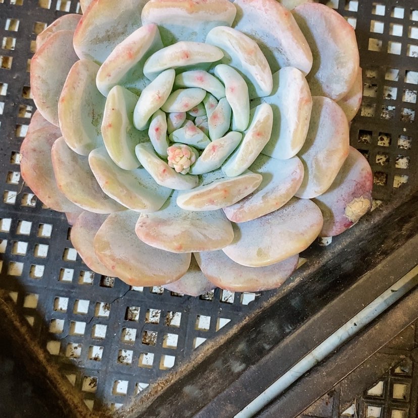 【闪购商品】单头星影梦露多肉