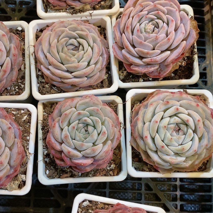【闪购商品】梦露杂交多肉