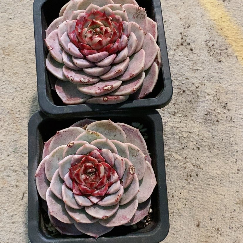 【闪购商品】天鹅绒多肉