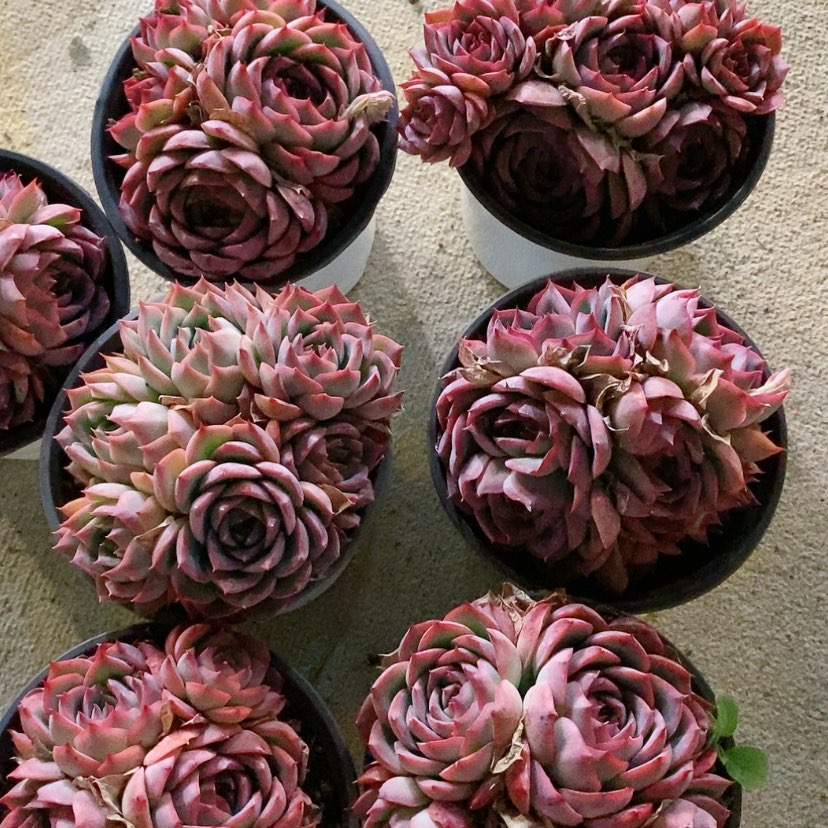 【闪购商品】测影多肉植物