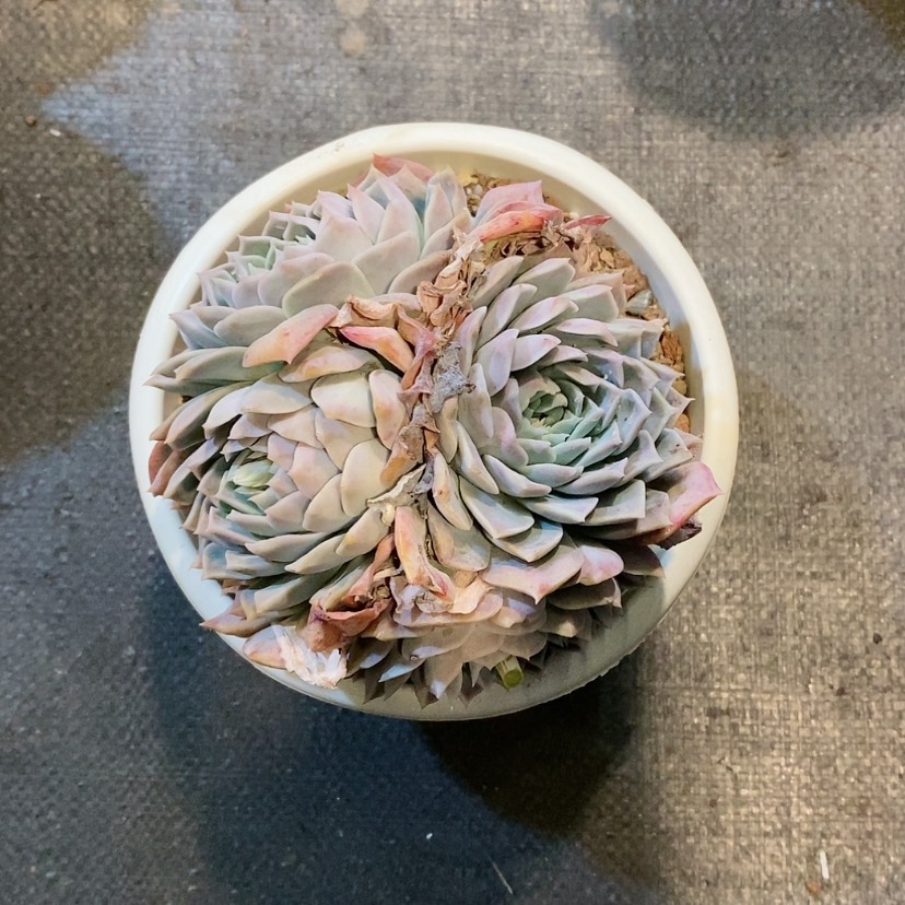【闪购商品】波赛多肉