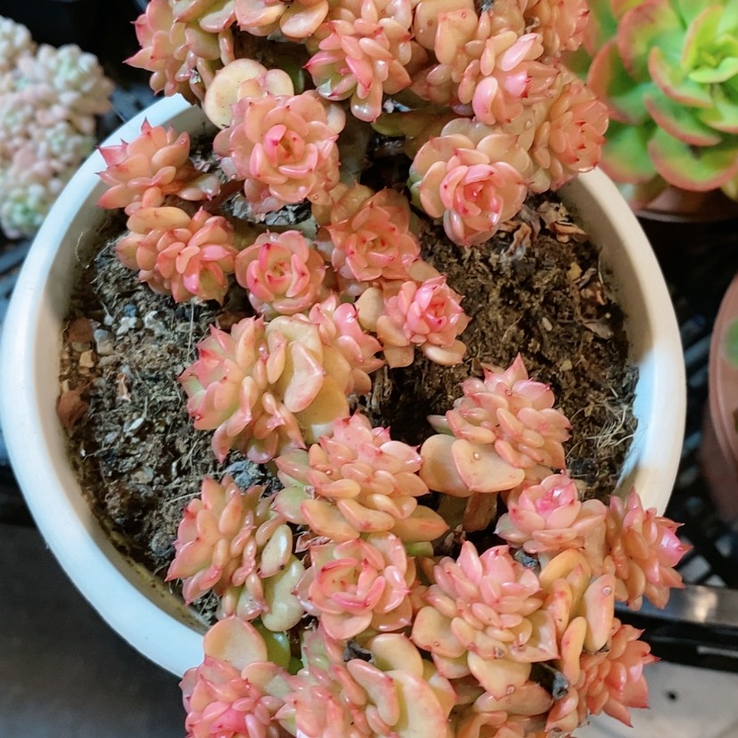 【闪购商品】蜡牡丹多肉