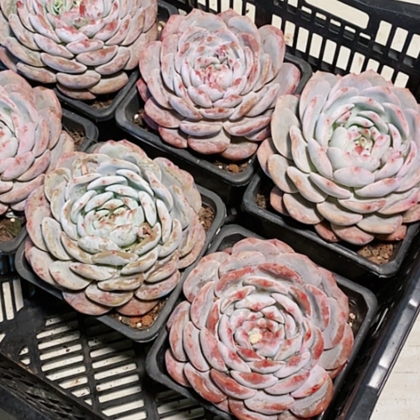 【闪购商品】大大单头梦露