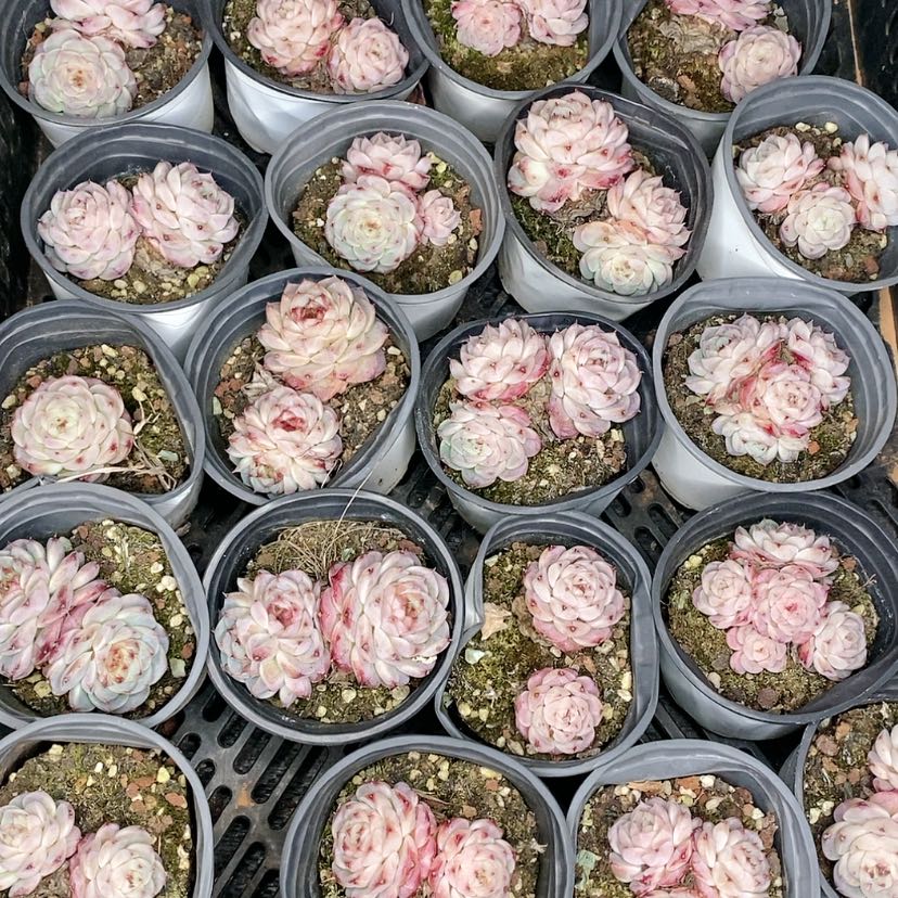 【闪购商品】天鹅绒多肉植物精品