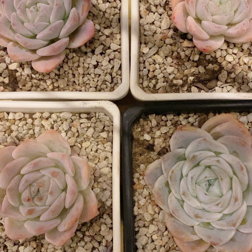 【闪购商品】雪眉娘精品多肉植物