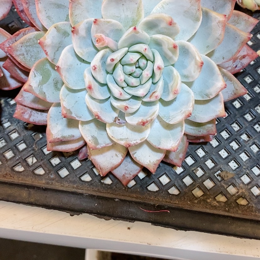 【闪购商品】粉蓝鸟单头，不包售后